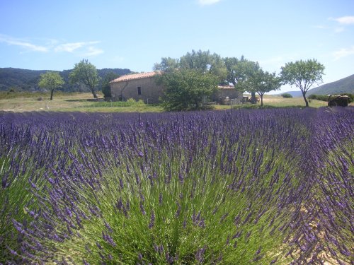 Provence - xứ sở của hoa oải hương. Những cánh đồng oải hương tím ngắt trải dài tới chân trời là hình ảnh nổi tiếng khắp thế giới.