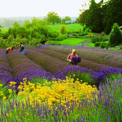 Loài lavender Anh màu nhạt hơn được sử dụng để làm nước hoa, còn lavender Tây Ban Nha có màu tím đậm hơn và rất quý hiếm. Cứ đến độ tháng 5 lavender lại nở tím ngắt cả vùng đồi núi Provence.