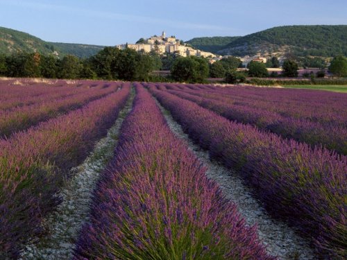 Lavender có thể được sử dụng để làm túi thơm, nước hoa, trà, xà phòng, các loại hương liệu và một số món ăn đặc trưng nước Pháp.