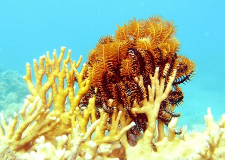 Ngắm rừng san hô tuyệt vời ở vùng biển Sơn Trà