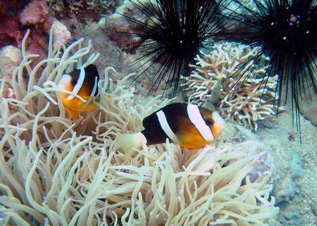 Ngắm rừng san hô tuyệt vời ở vùng biển Sơn Trà