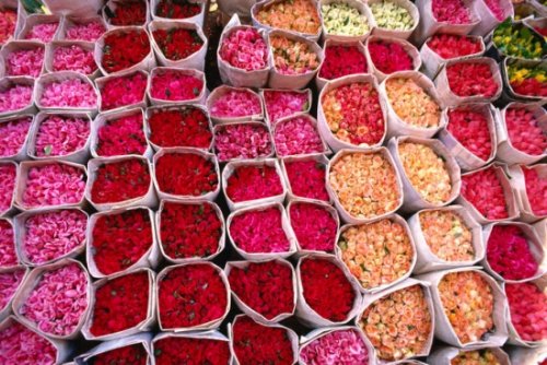 Lễ hội khoe sắc của những loài hoa hồng ở Ma-rốc.