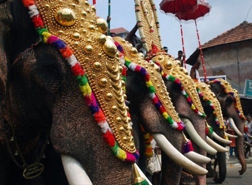 Những chú voi được gắn những vật trang sức vô cùng rực rỡ.