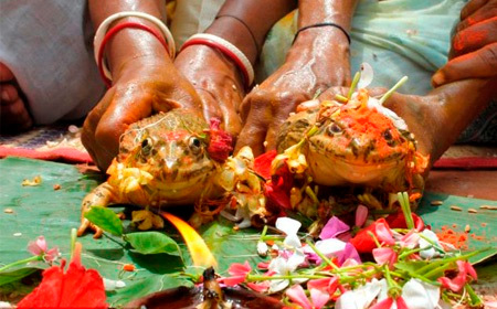 12 đám cưới kỳ lạ giữa người và động vật | Đám cưới, Cưới chó, Cưới mèo, Ấn Độ, Chuyện lạ, Sex với chó