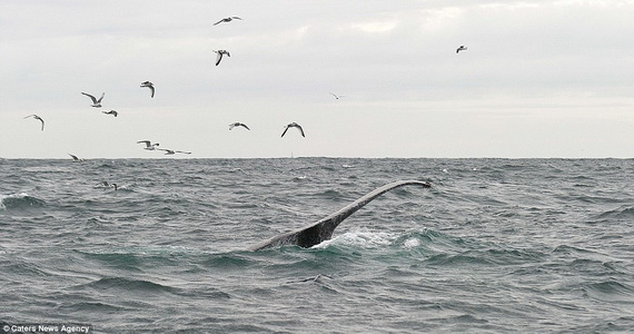 Dịch vụ ngắm cá voi lưng gù tại Ireland 10