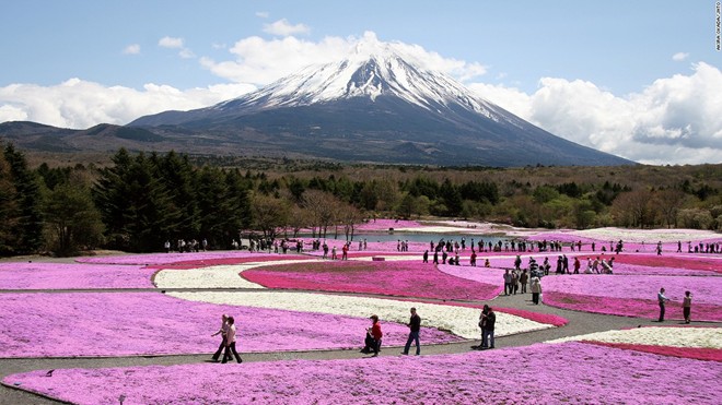Lễ hội Fuji Shibazakura (Yamanashi): Với nền là núi Phú Sỹ, 800.000 cây Shibazakura phủ kín 2,4 hectare với những bông hoa màu hồng, trắng và tím. Hàng ngàn người đổ về đây để chiêm ngưỡng hóa nở từ giữa tháng 4 tới hết tháng 5.
