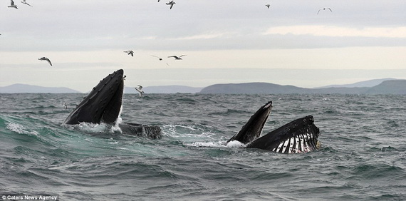 Dịch vụ ngắm cá voi lưng gù tại Ireland 3
