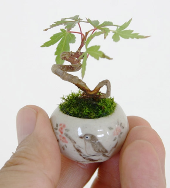 Mini bonsai: Bé tí ti, nhìn là thích