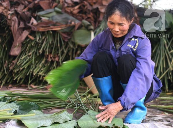 Về nơi hiếm hoi ở Hà Nội trồng lá dong gói bánh chưng kiếm cả trăm triệu dịp Tết 9