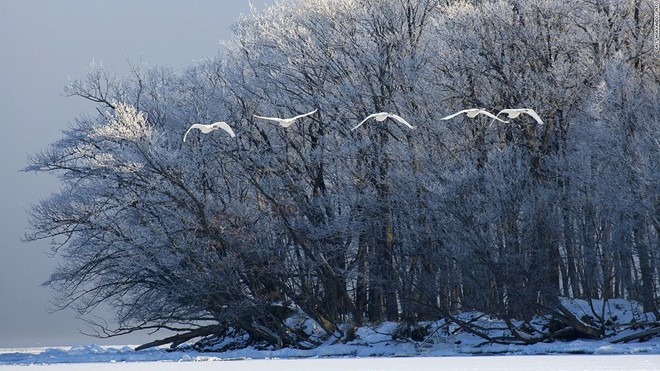Hồ Kussharo (Hokkaido): Mỗi mùa đông, hơn 300 con thiên nga lại tới trú ở hồ Kussharo. Các suối nước nóng khiến dải nước gần bờ không bị đóng băng. Báo chí bắt đầu đưa tin về một con quái vật xuất hiện ở đây từ năm 1973, khiến Kussharo còn được gọi là hồ Loch Ness của Nhật.