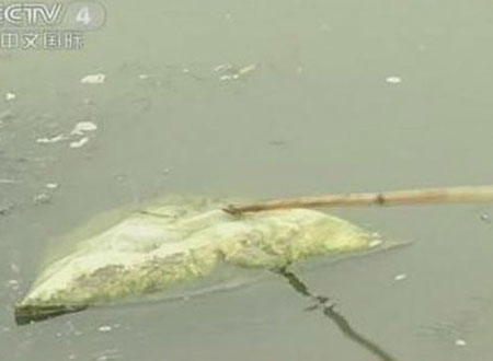 Xác vịt chết xuất hiện trên sông Nanhe. Ảnh: CCTV