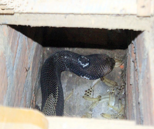 Một con rắn hồ mang bành đang lột da trong những ngày đông giá lạnh. Mỗi con rắn hổ mang bành có trọng lượng lên đến 3 - 4kg này nếu sổng ra sẽ là mối nguy hiểm cực lớn với người dân. Mỗi quả trứng rắn có giá bán lên đến 270.000 đồng - 300.000 đồng.