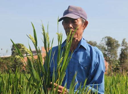 Ông Nguyễn Văn Bền và giống lúa do ông Wen trồng “khảo nghiệm”.