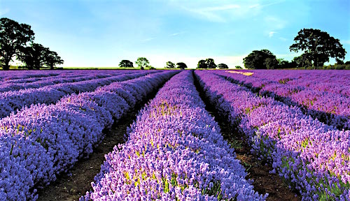 Cánh đồng hoa oải hương vào tháng 7, tháng 8 ở Provence (Pháp). Sắc tím rực rỡ, hương thơm quyến rũ của oải hương kết hợp với khí hậu trong lành, nắng ấm tuyệt vời khiến nơi đây trở thành một trong những điểm du lịch hấp dẫn nhất của Pháp.