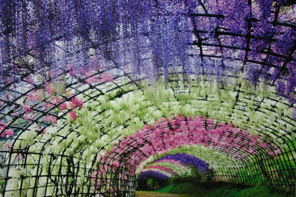 wisteria-tunnel-japan-woe10-3030-1393566