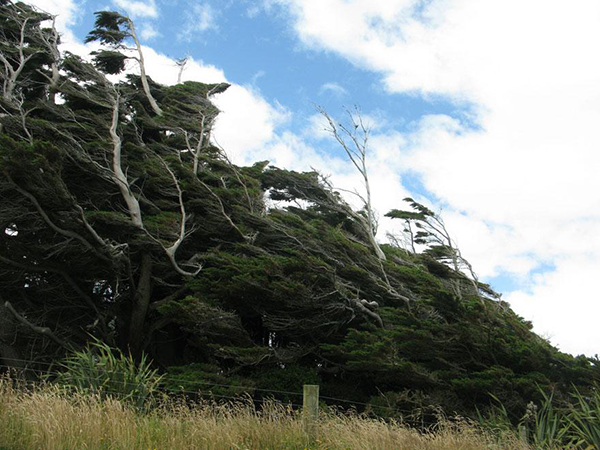 Những cái cây kỳ dị tại Slope Point, New Zealand |  Slope point,new zealand,cây kỳ lạ
