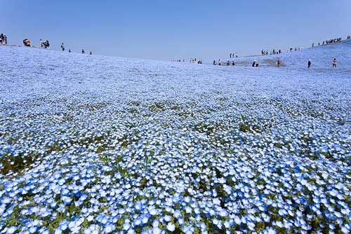 Ghé thăm vườn hoa màu xanh ở Nhật Bản - 3