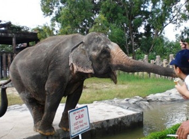 Một con voi ở công viên Đại Nam.