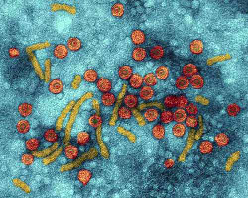 Mối hiểm họa từ viêm gan virut 1