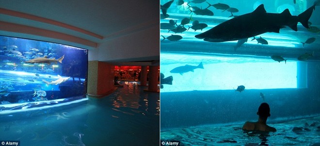 Golden Nugget, Las Vegas, Mỹ: Nếu muốn bơi cùng cá mập nhưng không dám vào các lồng sắt và xuống dưới biển, bạn có thể tới bể bơi của khách sạn Golden Nugget ở Las Vegas. Ống trượt khép kín cho du khách cơ hội quan sát cá mập cùng các sinh vật biển khác.