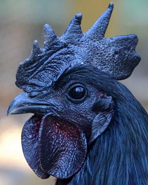 Đại gia “sốt” ăn thịt gà đen tuyền giá 2.500 USD/con | Gà, Đại gia, Gà 2.500 USD, Indonesia, Tỷ phú, Dân nhà giàu, Gà hiếm có