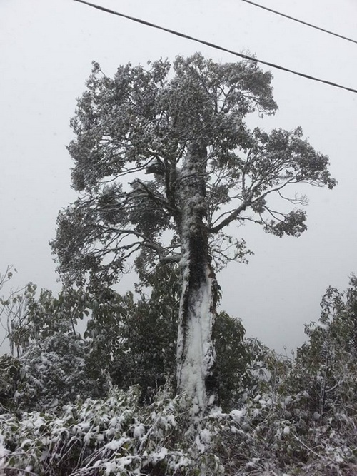 Tuyết rơi bám thành từng mảng trên cây.