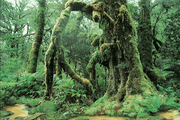 Những truyền thuyết kỳ quái trong rừng rậm Amazon 5