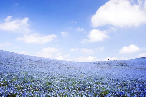 Ghé thăm vườn hoa màu xanh ở Nhật Bản - 9