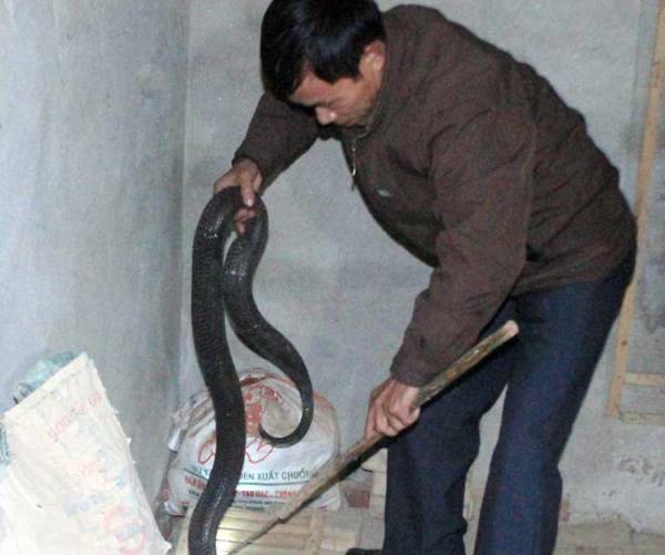 Mỗi hộ dân có nuôi rắn hổ mang bành ở Bạch Lưu đều có trong nhà ít nhất vài trăm con rắn. Cả xã có hơn 600 hộ thì có đến 1/3 làm nghề nuôi rắn hổ mang bành. Một số ít hộ còn nuôi cả rắn hổ trâu và nhiều loại rắn khác - Ảnh: VNN. 