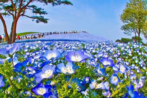 Ghé thăm vườn hoa màu xanh ở Nhật Bản - 5