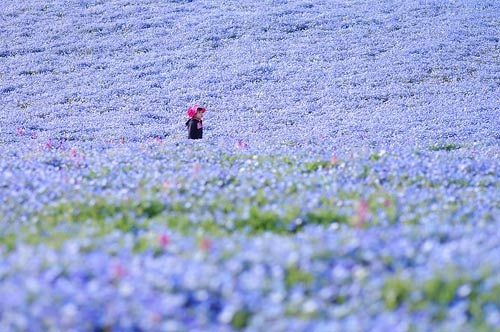 Ghé thăm vườn hoa màu xanh ở Nhật Bản - 6
