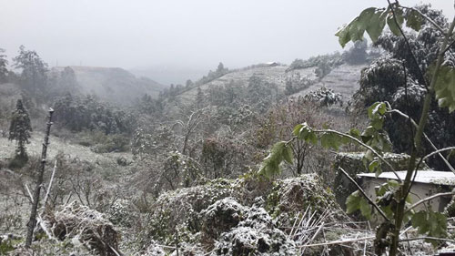 Sáng 15/12, nhiệt độ giảm xuống còn -1 độ C tại Sapa, khu vực đèo Ô Quý Hồ (thị trấn Sa Pa, huyện Sa Pa, tỉnh Lào Cai) ở độ cao từ 1500m trở lên xuất hiện tuyết rơi ngày càng dày.
