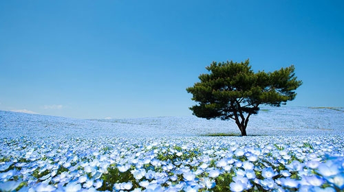 Ghé thăm vườn hoa màu xanh ở Nhật Bản - 1