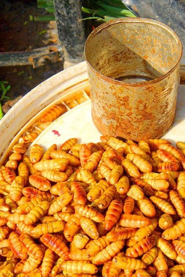 Mê hoặc món ấu trùng đậm chất Việt