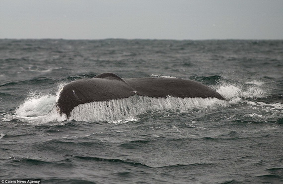 Dịch vụ ngắm cá voi lưng gù tại Ireland 6