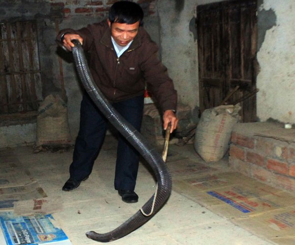 Hiện nay, những người dân ở Bạch Lưu chủ yếu nuôi rắn từ khi mới nở trứng để tránh những xung đột với các con rắn lạ và tiện cho việc chăm sóc, vệ sinh hơn