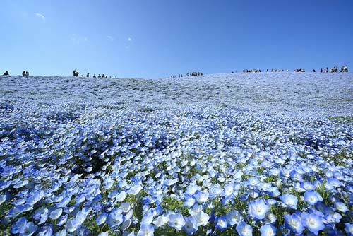 Ghé thăm vườn hoa màu xanh ở Nhật Bản - 8