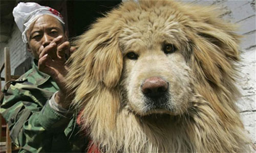  Nuôi chó Ngao Tây Tạng đã trở thành ngành kinh doanh béo bở tại Trung Quốc. Ảnh: telegraph.co.uk