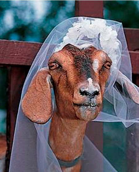 12 đám cưới kỳ lạ giữa người và động vật | Đám cưới, Cưới chó, Cưới mèo, Ấn Độ, Chuyện lạ, Sex với chó