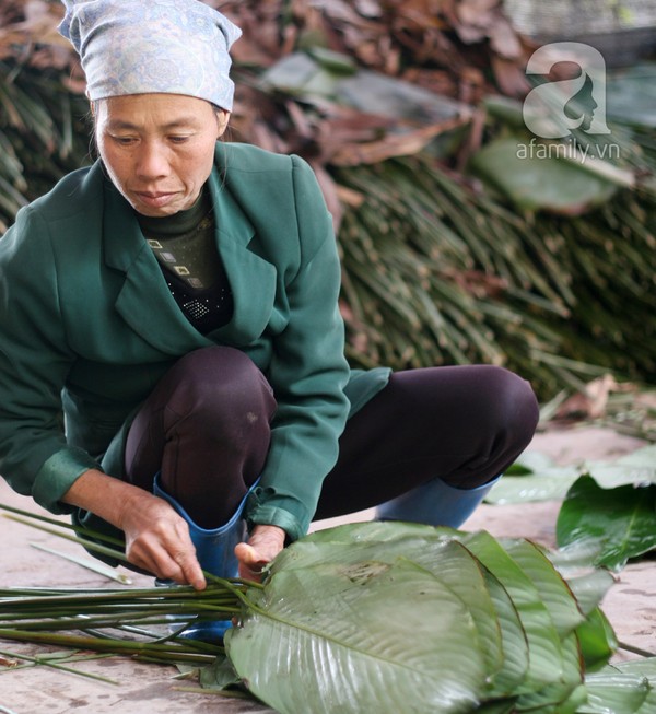 Về nơi hiếm hoi ở Hà Nội trồng lá dong gói bánh chưng kiếm cả trăm triệu dịp Tết 8
