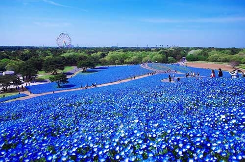 Ghé thăm vườn hoa màu xanh ở Nhật Bản - 2