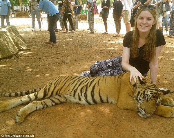 Vuốt ve, chụp ảnh cùng hổ, cô gái trẻ bị hổ tấn công 1
