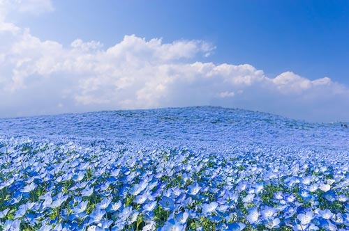 Ghé thăm vườn hoa màu xanh ở Nhật Bản - 4