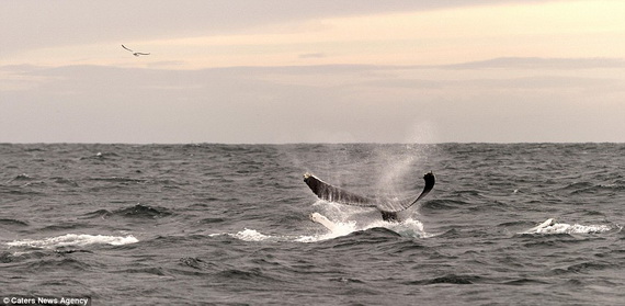 Dịch vụ ngắm cá voi lưng gù tại Ireland 8