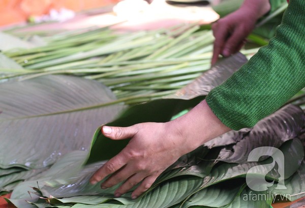 Về nơi hiếm hoi ở Hà Nội trồng lá dong gói bánh chưng kiếm cả trăm triệu dịp Tết 10