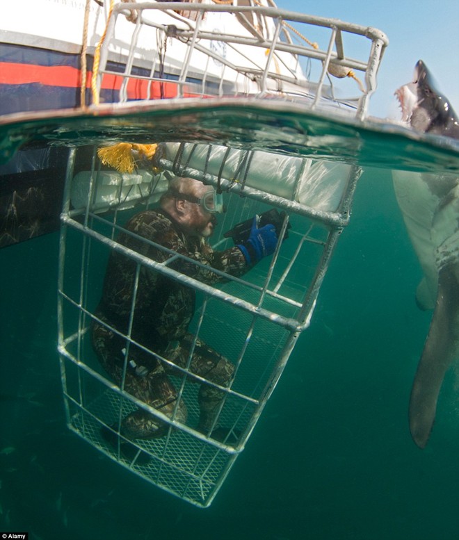 Gansbaai, Nam Phi: Đây là địa điểm mơ ước của những người ưa mạo hiểm và là một trong những nơi lặn cùng cá mập đầu tiên trên thế giới.
