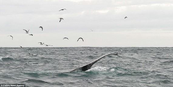 Dịch vụ ngắm cá voi lưng gù tại Ireland 7