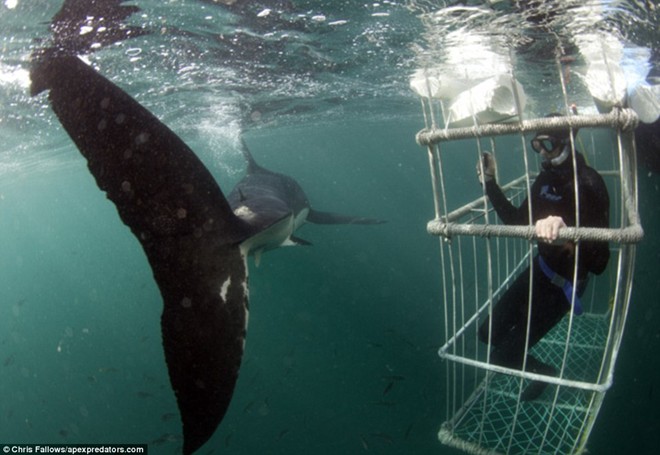 Những tour ngắm cá mập thót tim nhất thế giới