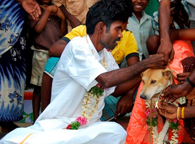 Selva Kumar tiến hành hôn lễ với con chó cưng 10 tuổi được gọi là “Selvi” để trốn tránh 