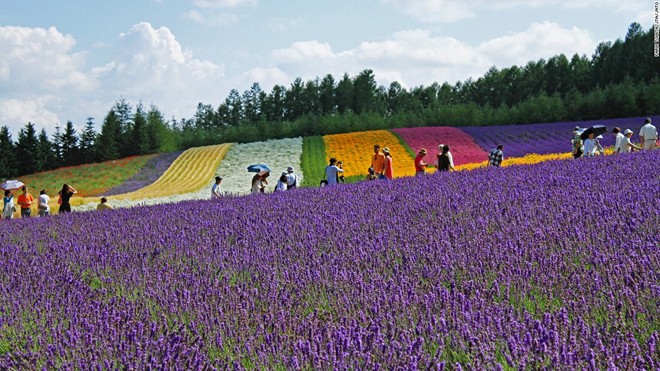 Trang trại oải hương (Hokkaido): Trang trại Tomita có ba cánh đồng oải hương, trong đó có đồng Sakiwai nghĩa là “cánh đồng hạnh phúc” với 4 giống oải hương tạo thành tấm thảm màu tím rực rỡ.